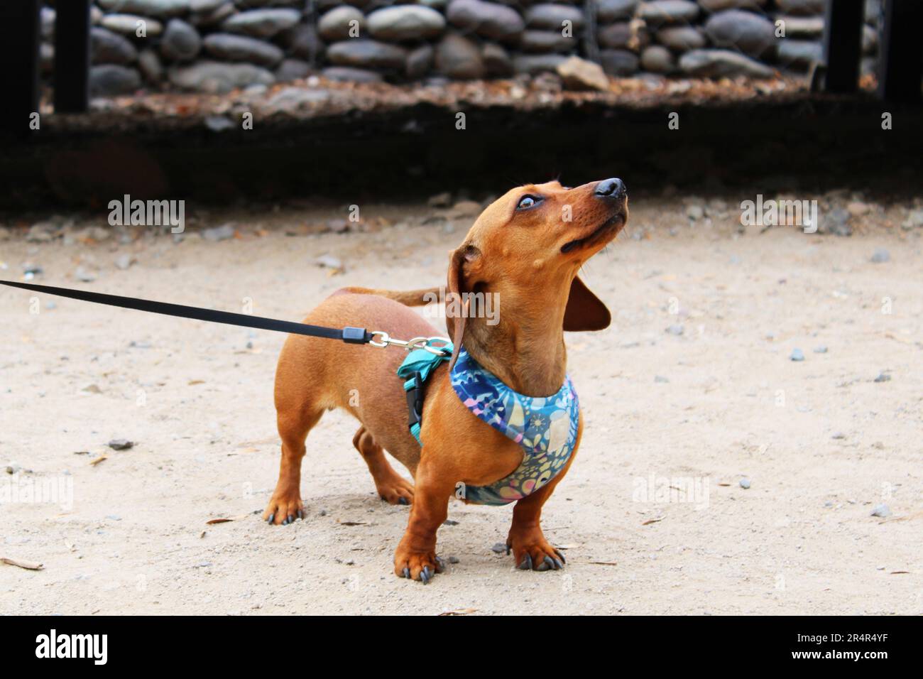 Dachshund Names - Top 20 Names for Sausage Dogs