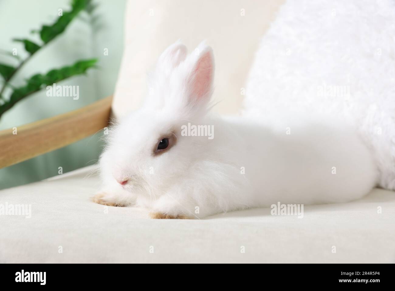 Fluffy white rabbit on sofa indoors. Cute pet Stock Photo - Alamy