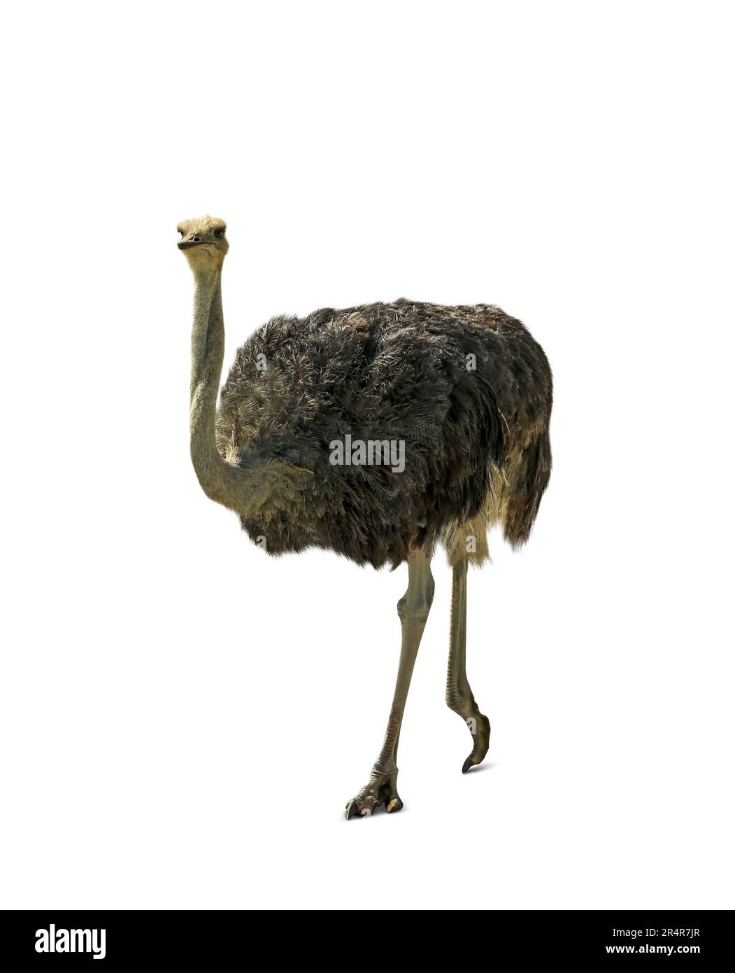 Beautiful African ostrich on white background. Wild animal Stock Photo Alamy