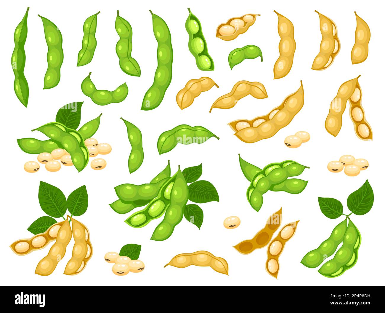 Raw soy bean, isolated soybean pods with leaves. Dry soybean pod with