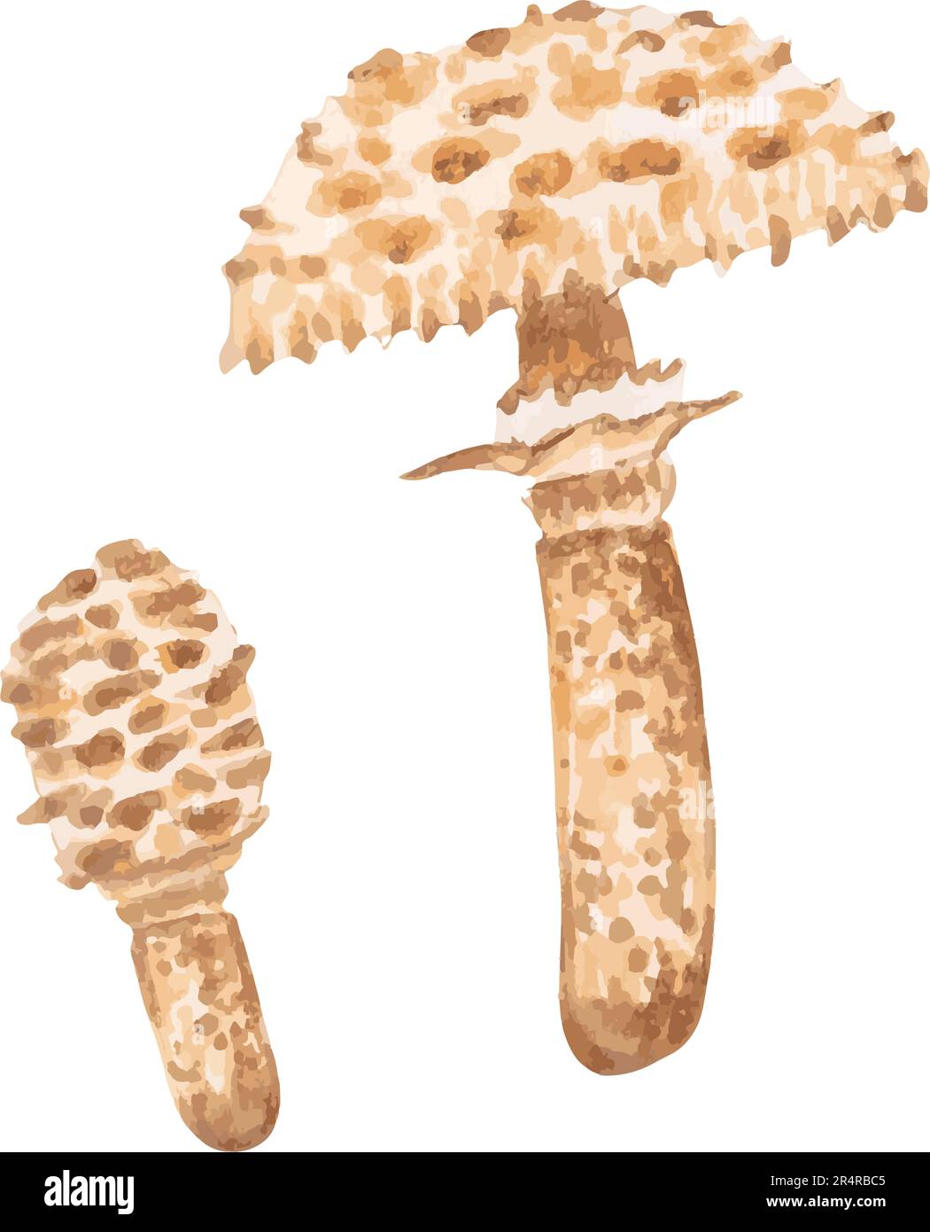 Mushroom illustration.Macrolepiota procera.Big and small umbrella