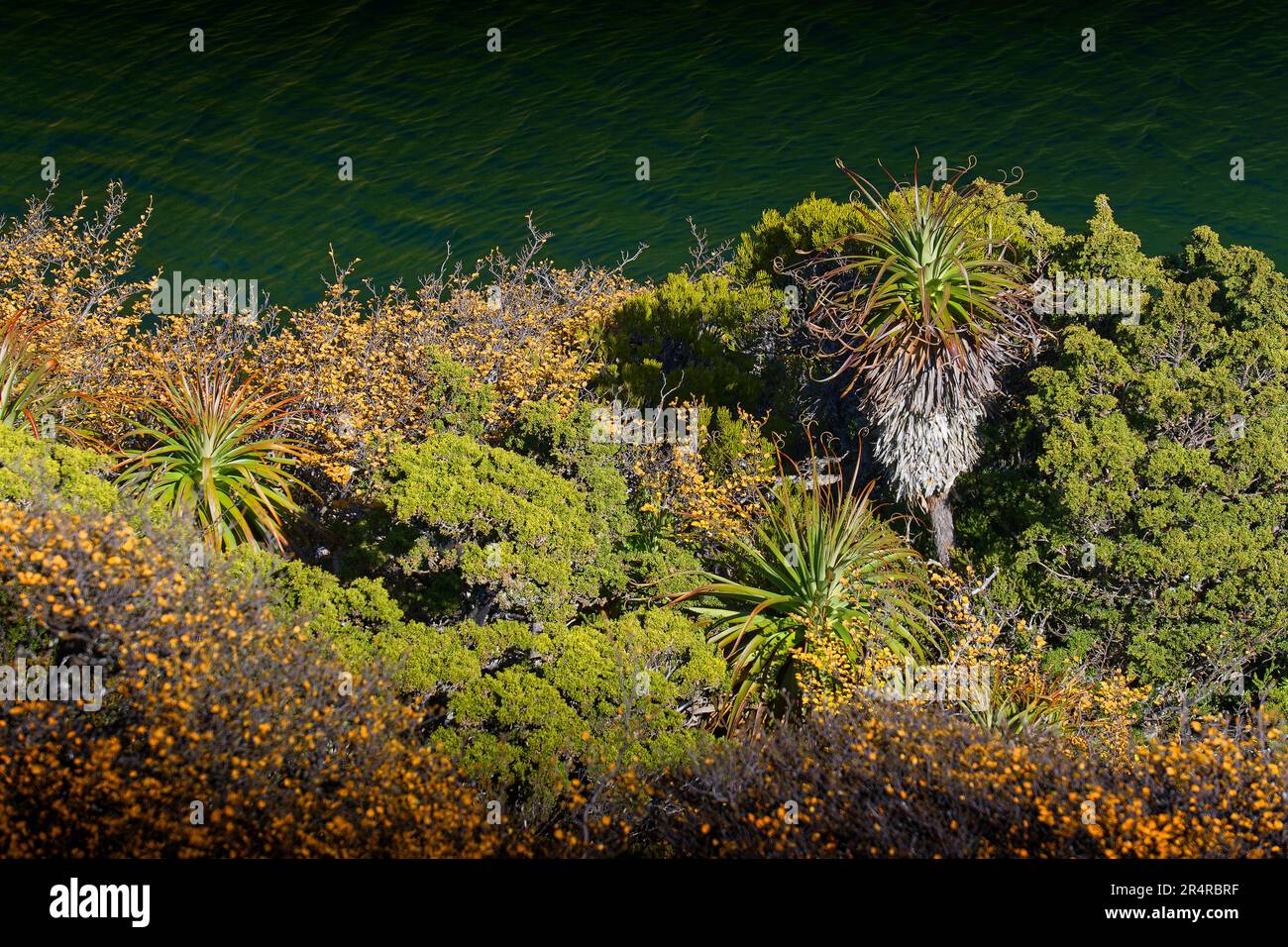 View of Pandanus and vegetation beside a lake at Tarn Shelf, Mount Field National Park, Hobart, Tasmania, Australia Stock Photo