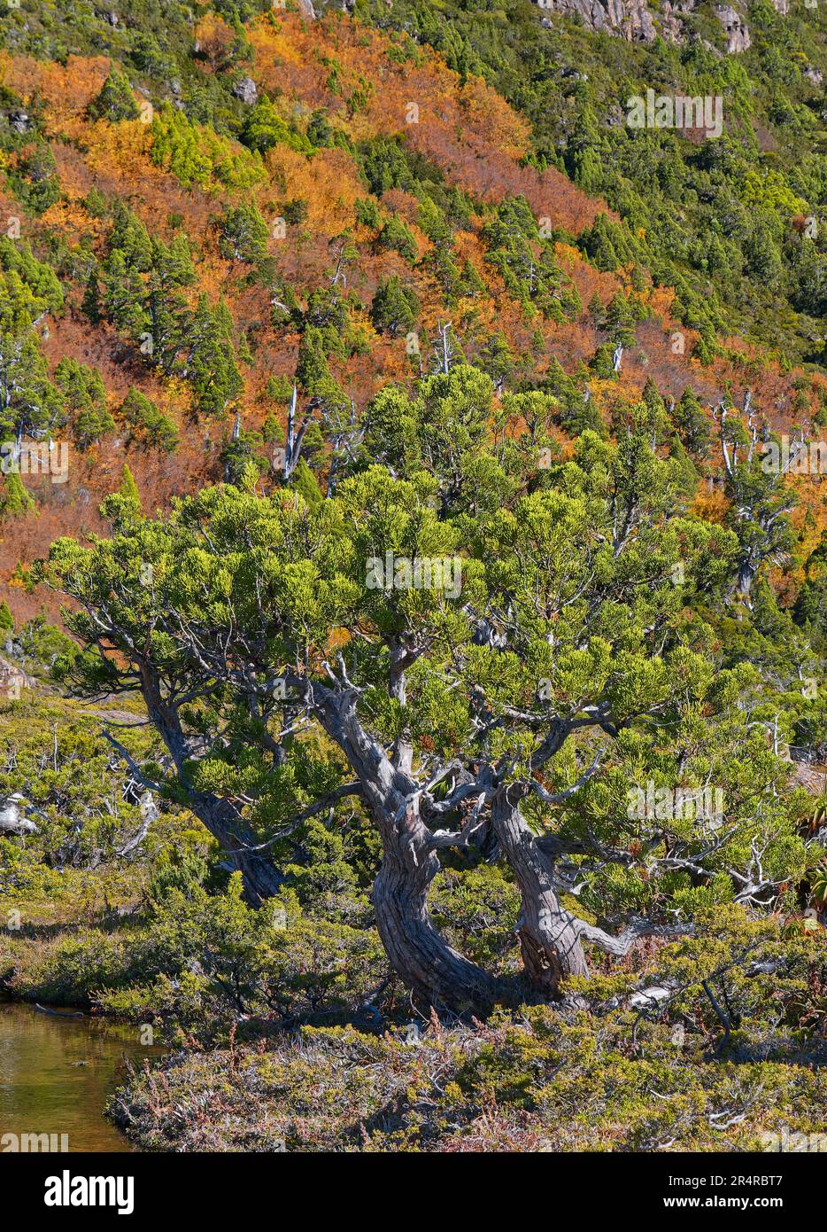 Pencil pine trees growing beside a tarn at Mount Field National Park, Hobart, Tasmania, Australia Stock Photo