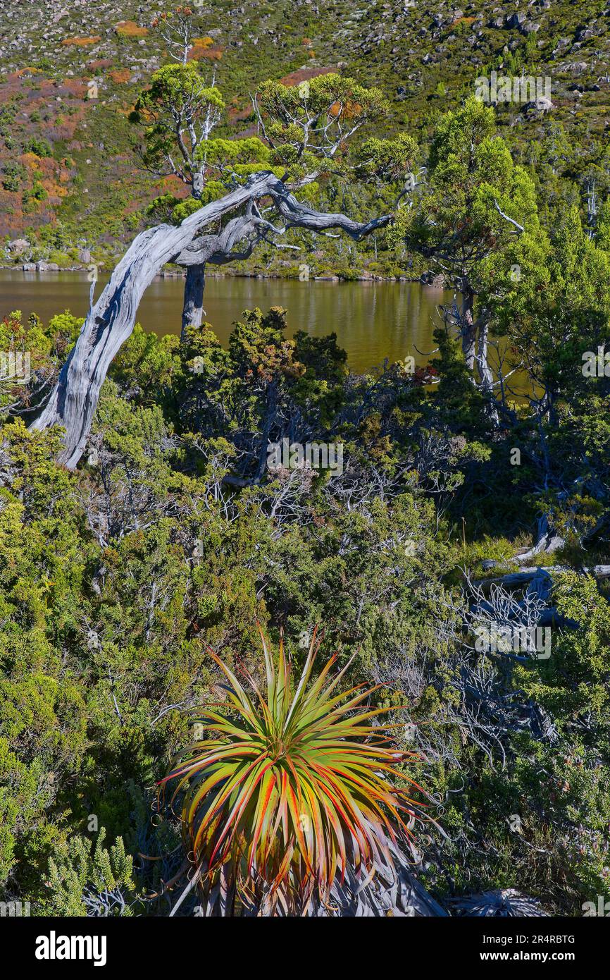 Ancient Pencil pine and Pandanus vegetation at Mount Field National Park, Hobart, Tasmania, Australia Stock Photo