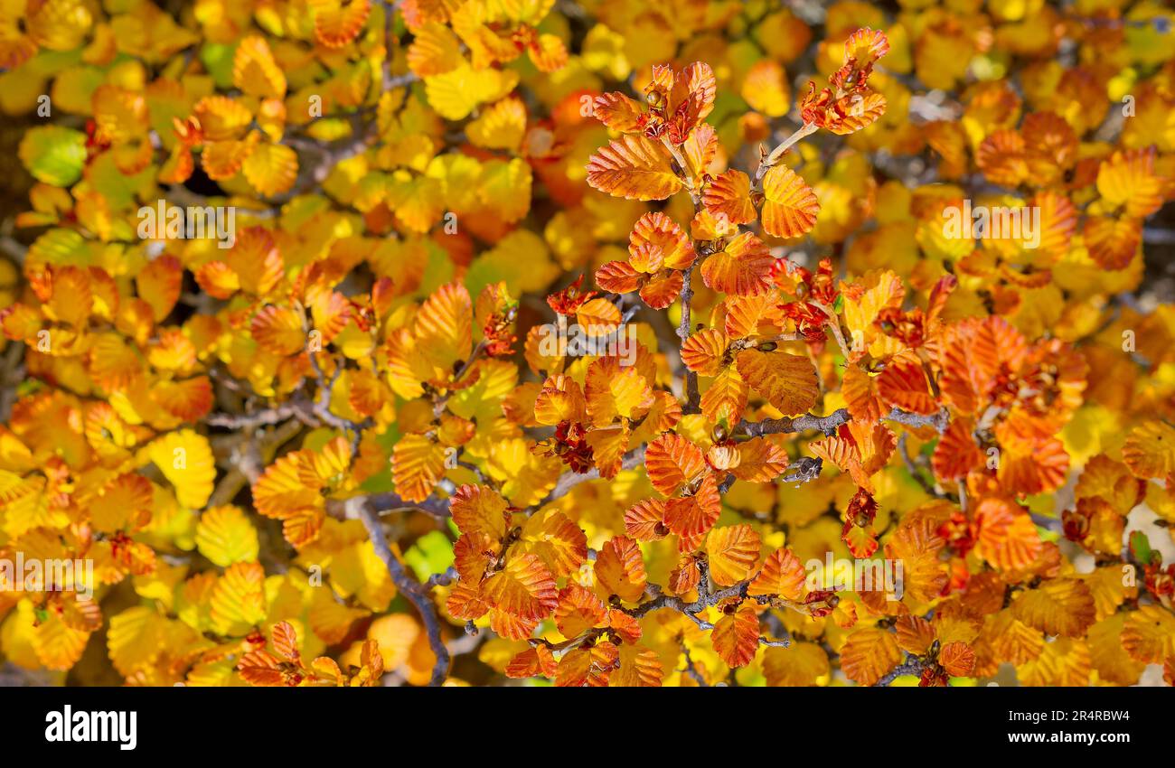 Close up of multicolored leaves of Fagus Deciduous Beech Nothofagus gunni at Mount Field National Park, Hobart, Tasmania, Australia Stock Photo