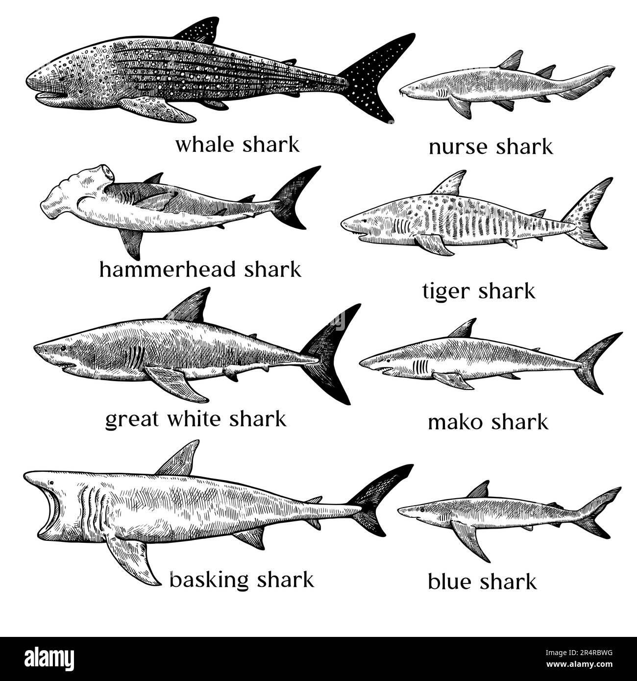 Types of sharks. Big set of hand drawn ink illustrations in retro engraving style. Great white shark, tiger shark, hammerhead shark and other sea pred Stock Vector