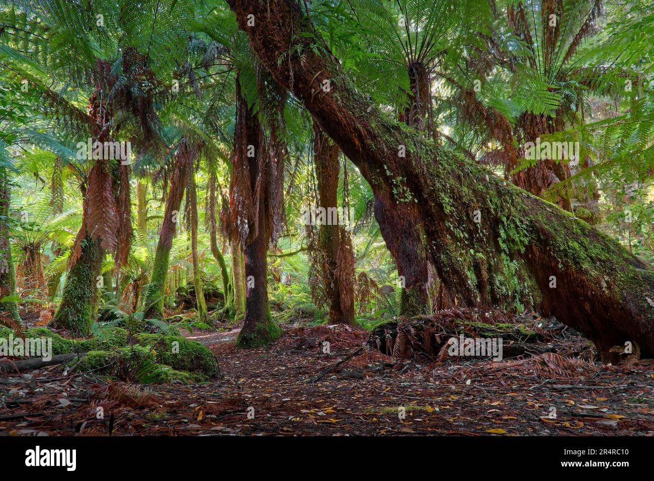 Tree ferns in Styx Tall Trees Conservation Area, Tasmania, Australia Stock Photo