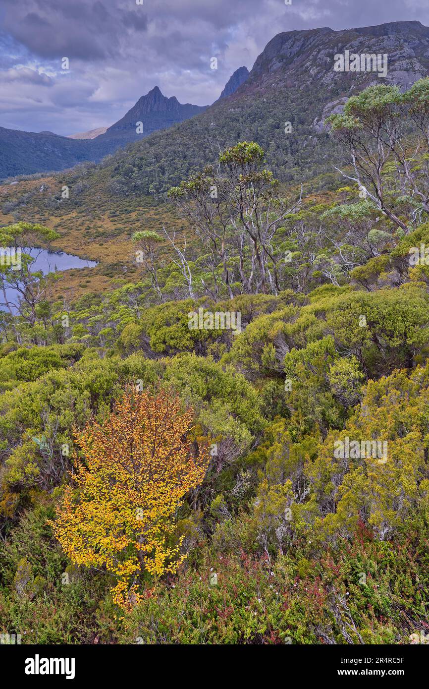 Deciduous beech fagus tree near Wombat Pool at Cradle Mountain Lake St Clair National Park, Tasmania, Australia Stock Photo