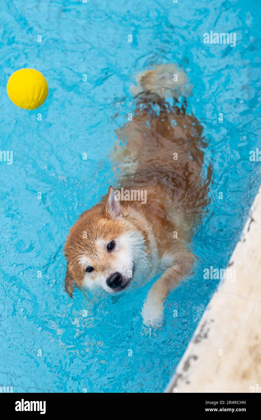 Shiba Inu swimming in the pool Stock Photo Alamy
