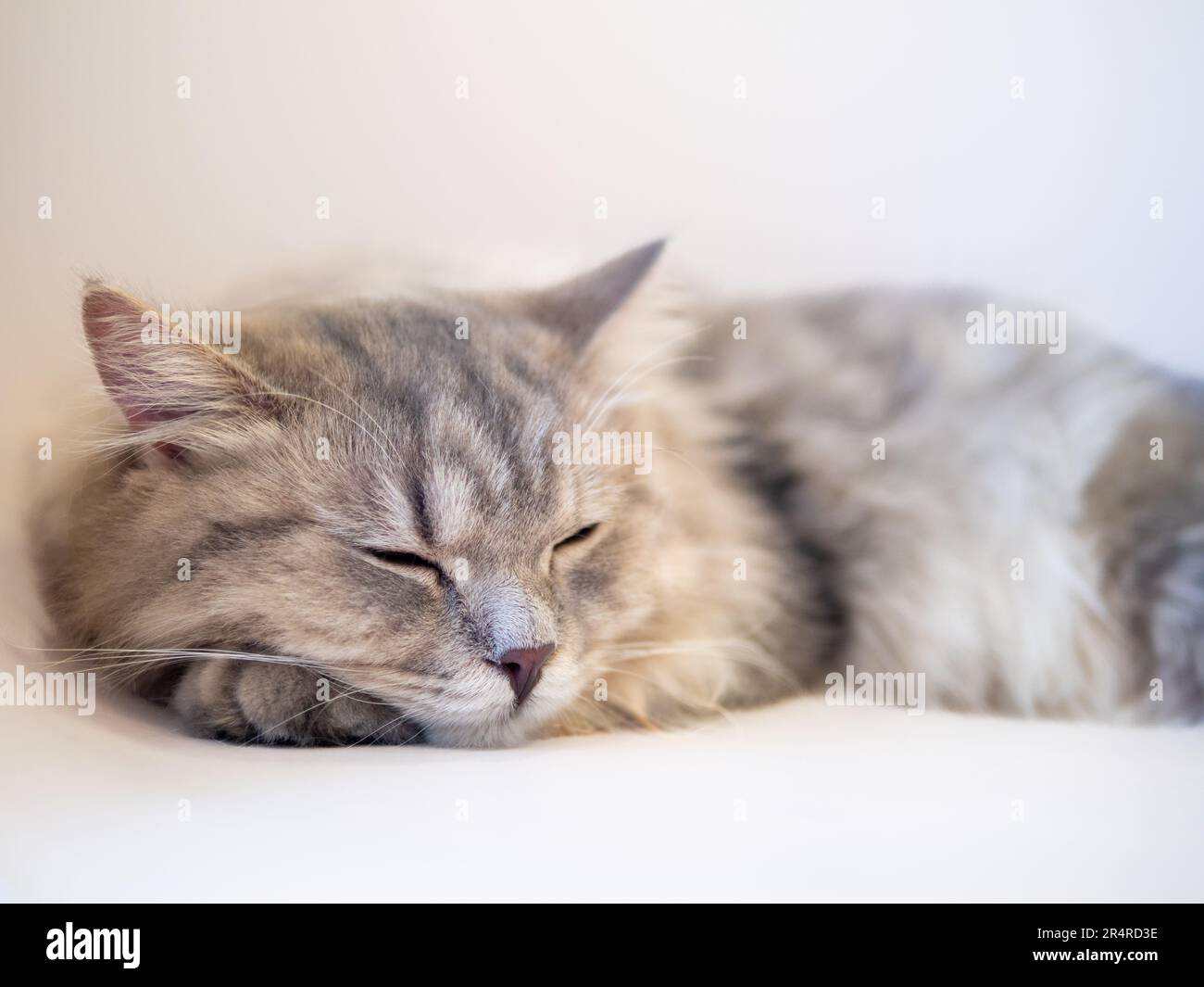 Persian cat lay down on the sofa and feel sleepy Stock Photo - Alamy