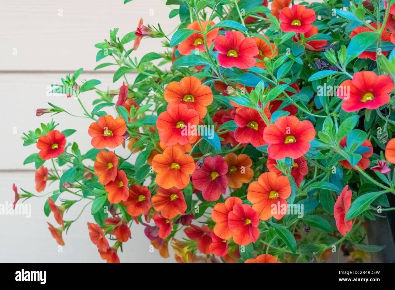 Issaquah, Washington, USA.  Hanging planter of Calibrachoa.  They are herbaceous plants with woody shoot axis that grow annual or perennial. Stock Photo