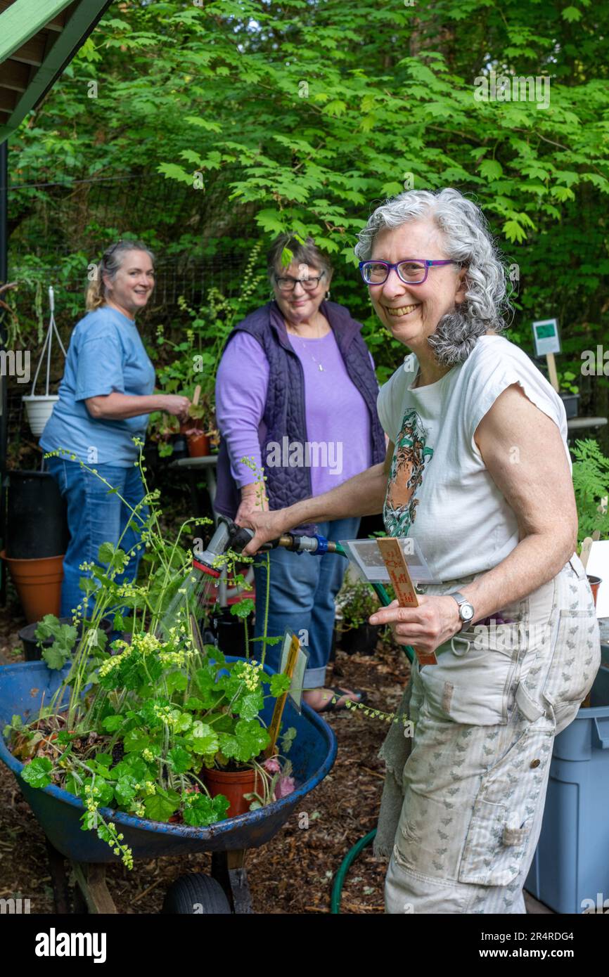 Issaquah, Washington, USA.  Woman watering a wheelbarrow full of potted fringecup plants in preparation for a Pea Patch fundraiser plant sale. Stock Photo