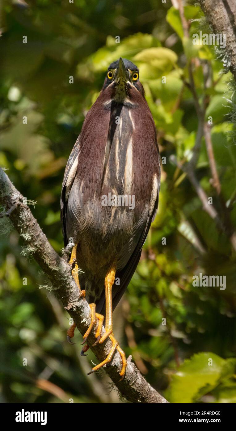 Green heron perched on a tree branch Stock Photo