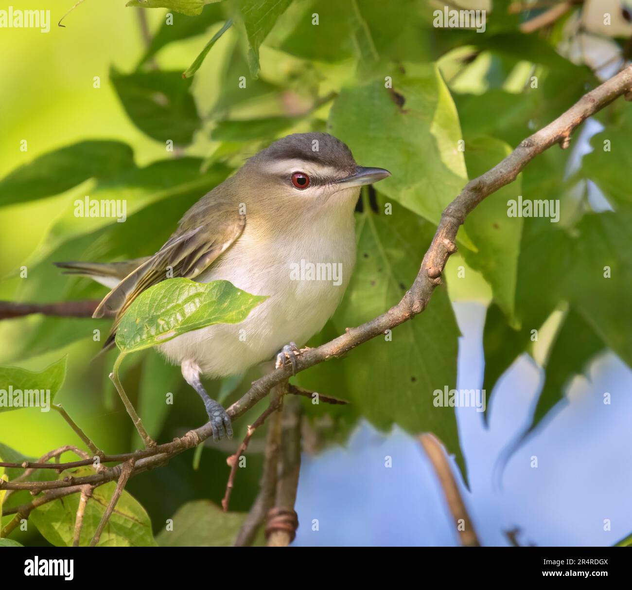 The red-eyed vireo  (Vireo olivaceus) close up Stock Photo