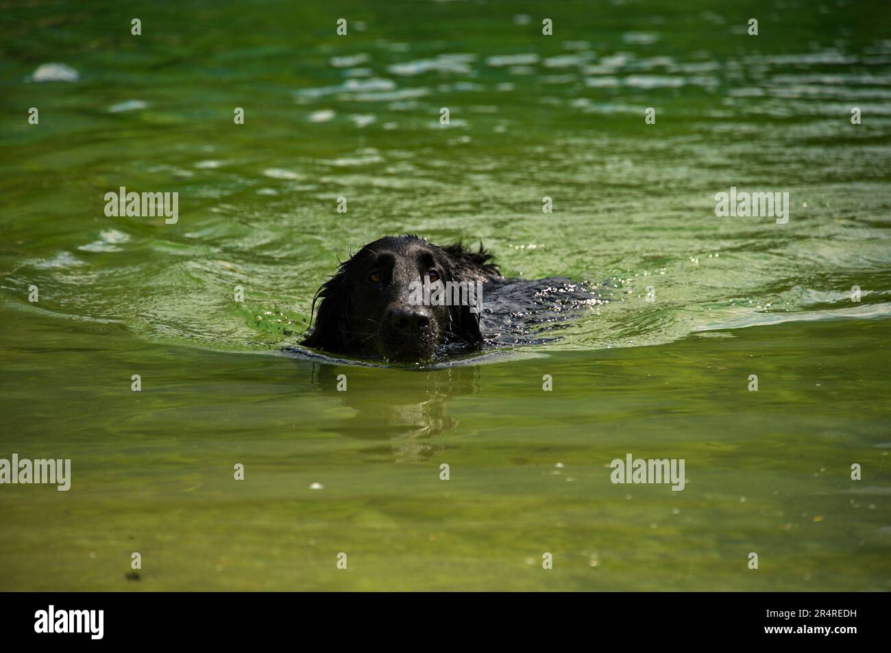 Flat coated retriever swimming in lake Stock Photo