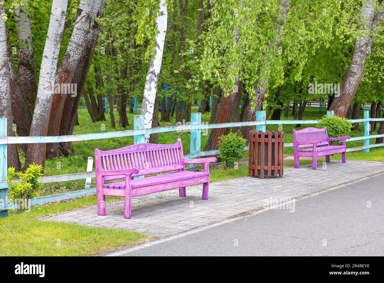 Beautiful pink wooden benches stand along a pedestrian alley in a park with young green foliage on a spring day. Stock Photo