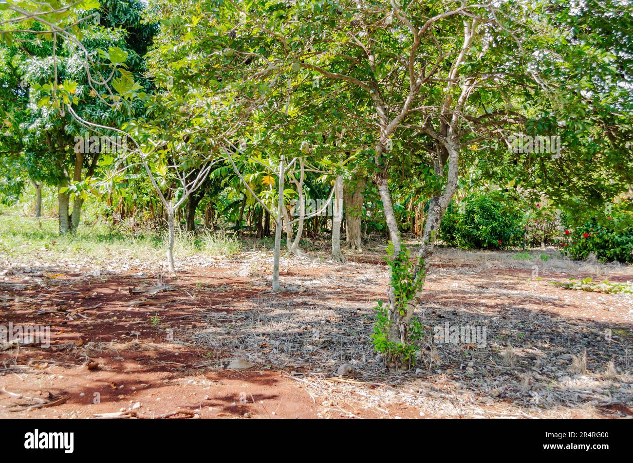 Sweetsop Tree In And Orchard Stock Photo