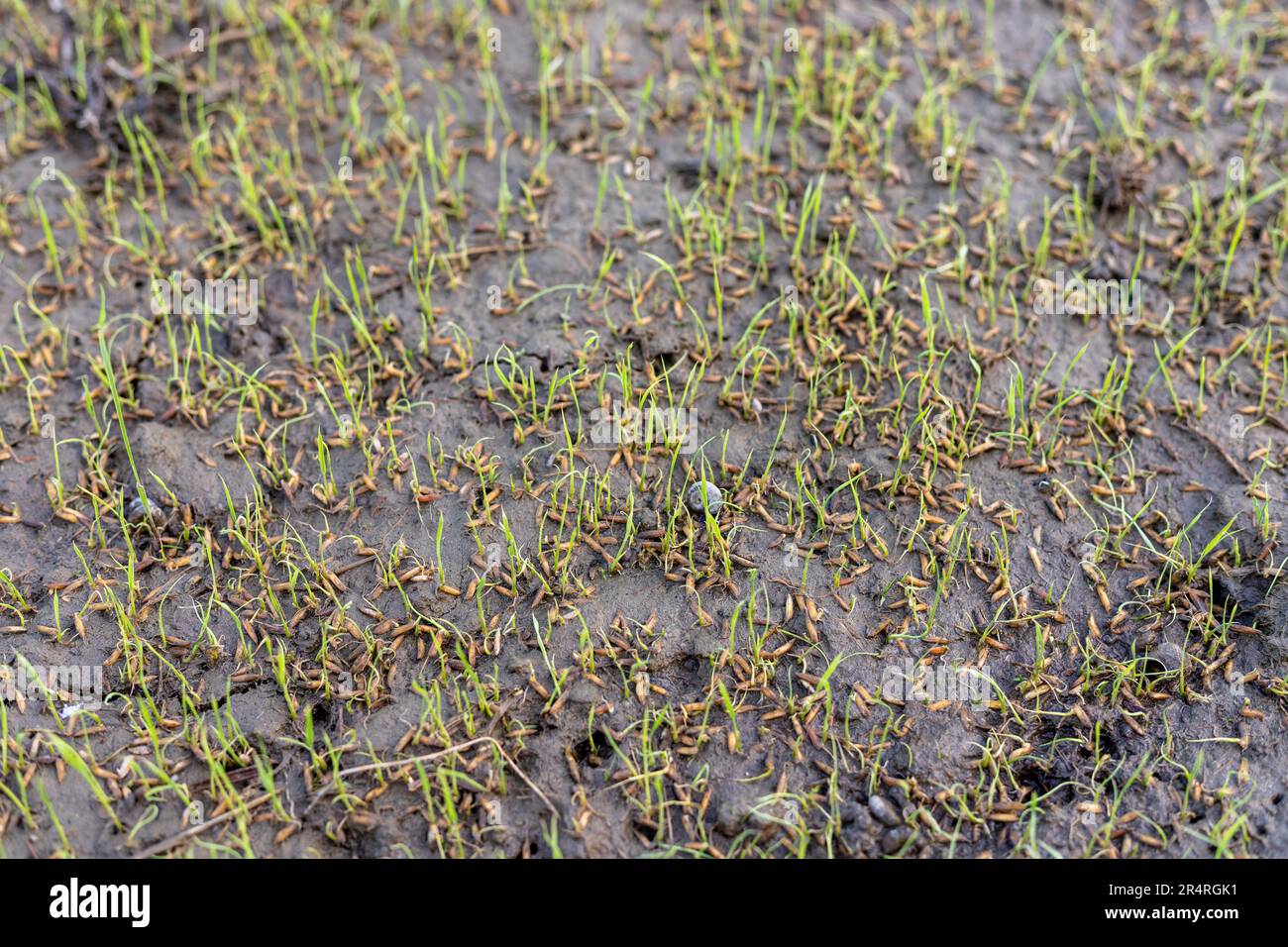 Rice seeds germination in the wet fields Stock Photo Alamy