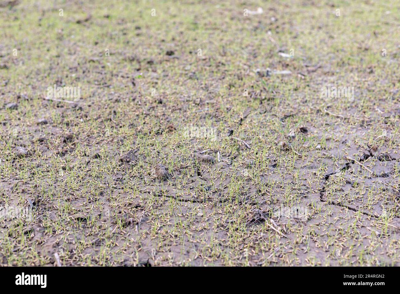 Rice growth stages hi-res stock photography and images - Alamy