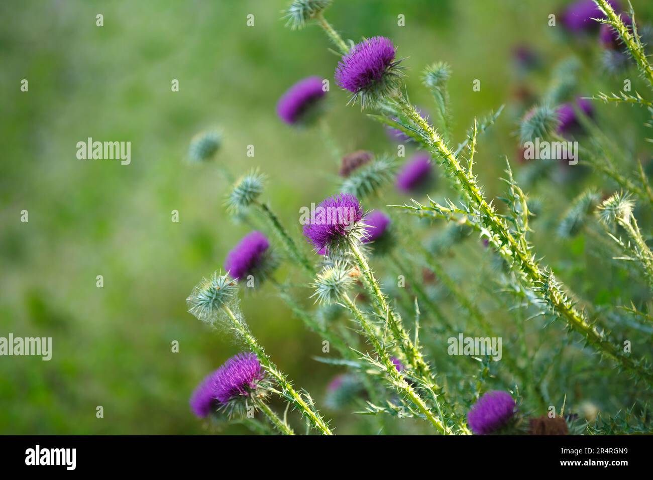 Purple wild flowers on the field Stock Photo - Alamy
