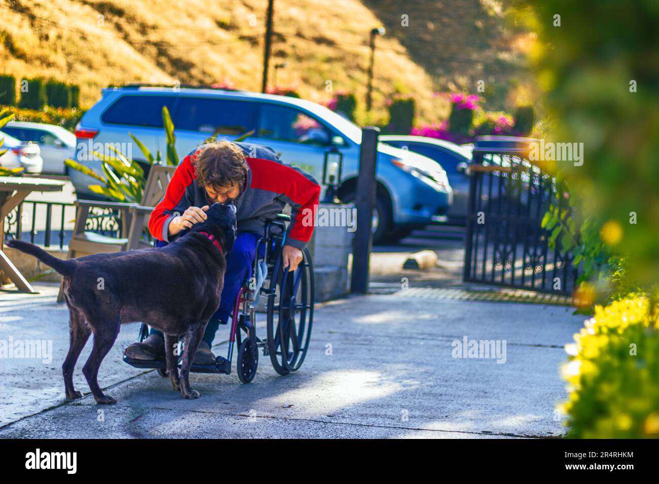 This an impactful image capturing the heartwarming interaction between Dante, our 10-year-old Lab mix, and a skilled nursing facility resident. Stock Photo