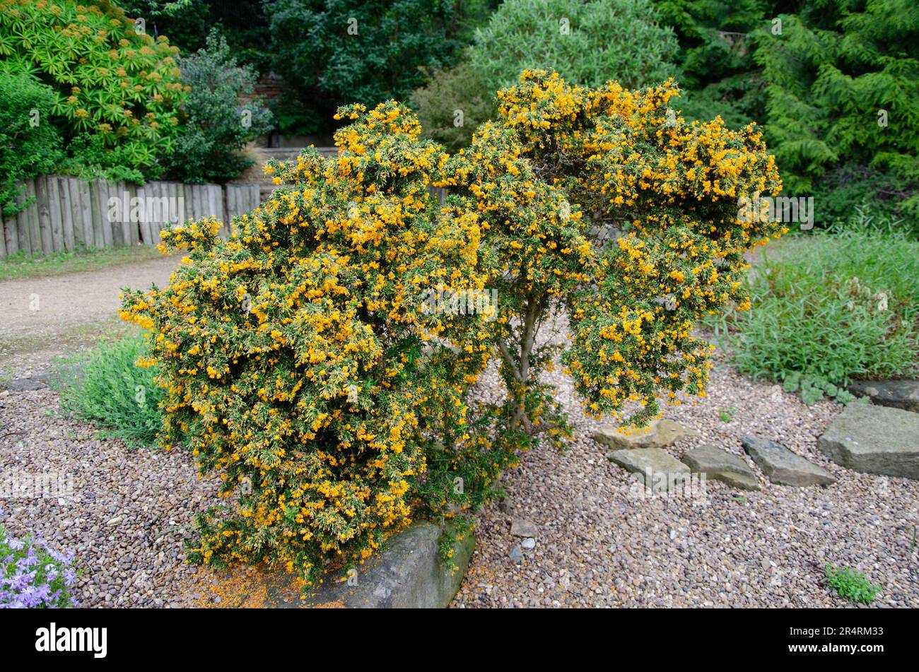 Full frame image of Darwins barberry shrub, Berberis darwinii Stock Photo