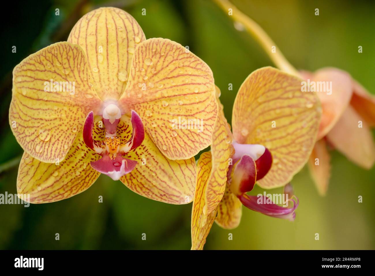 Shallow depth of view shot of a beautiful golden yellow speckled Phalaenopsis orchid flower with delicate lines and raindrops, in Singapore. Stock Photo