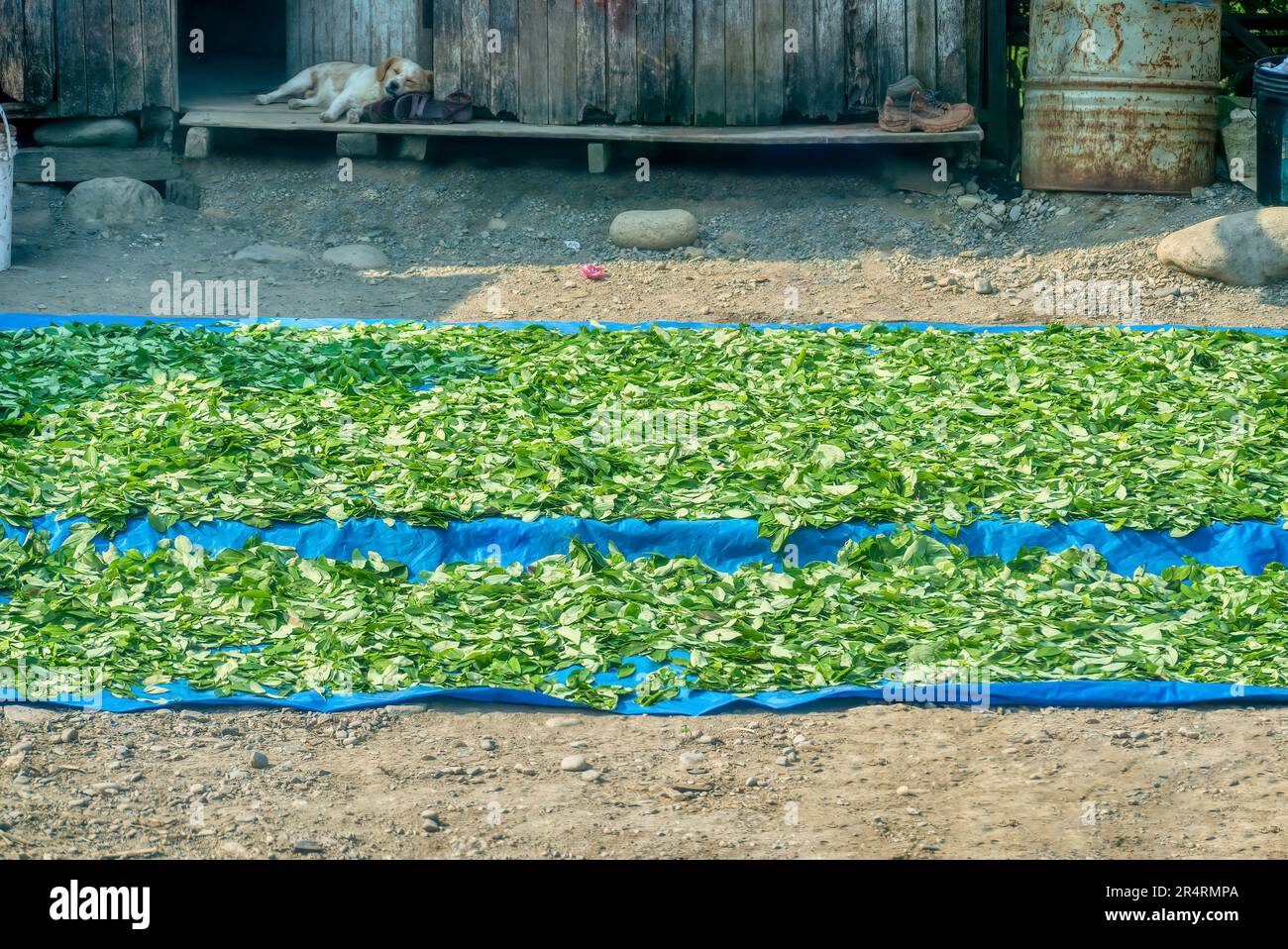 Freshly harvested coca leaves being air-dried beside a road in Peru. These are used for tea, chewing, or as an ingredient for cocaine production. Stock Photo
