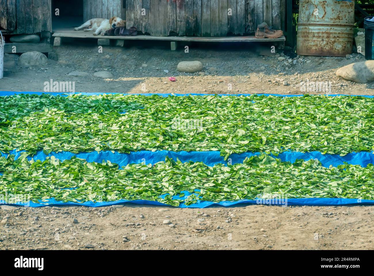 Freshly harvested coca leaves being airdried beside a road in Peru