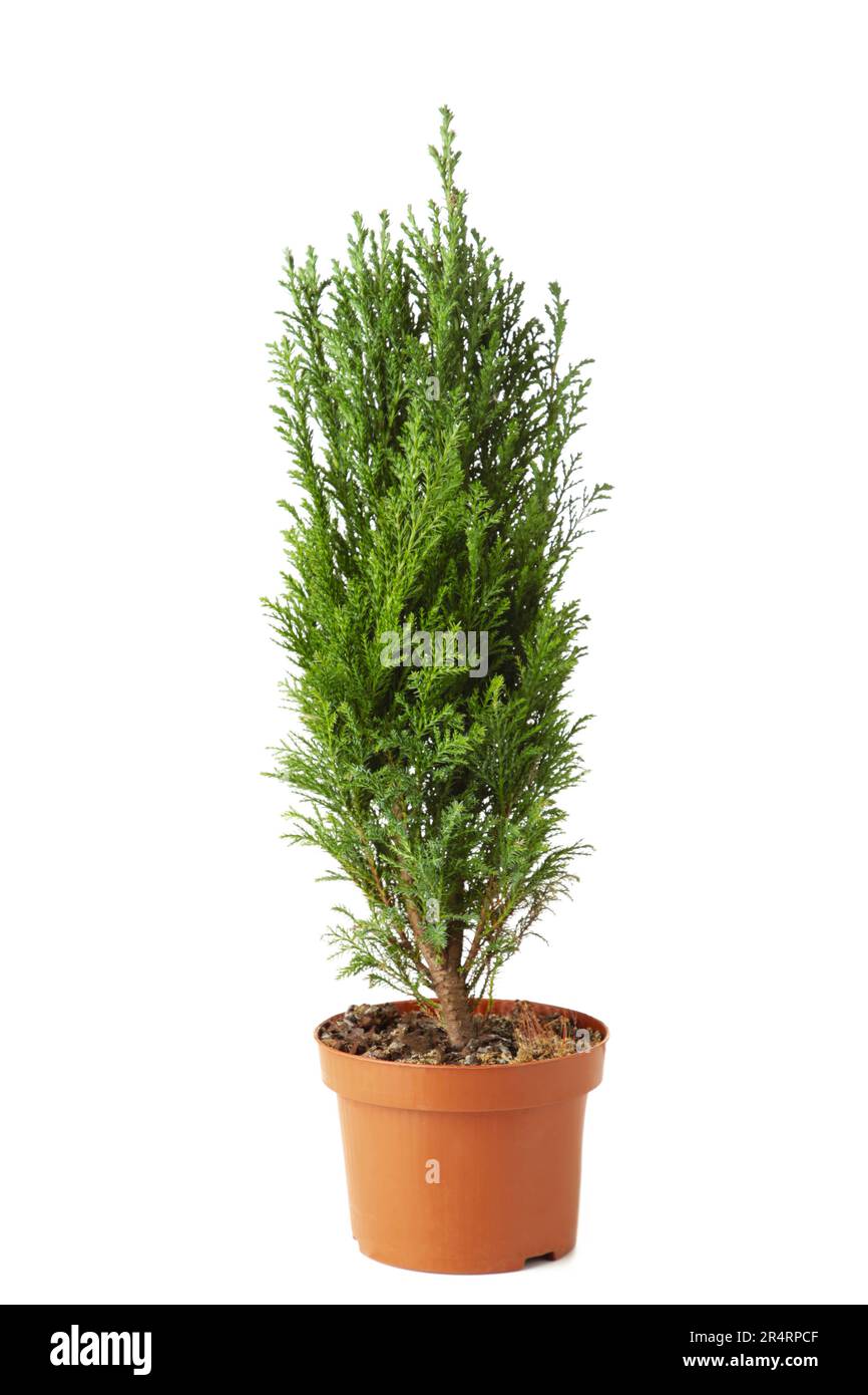 Cypress in pot isolated on white background. Coniferous trees Stock Photo