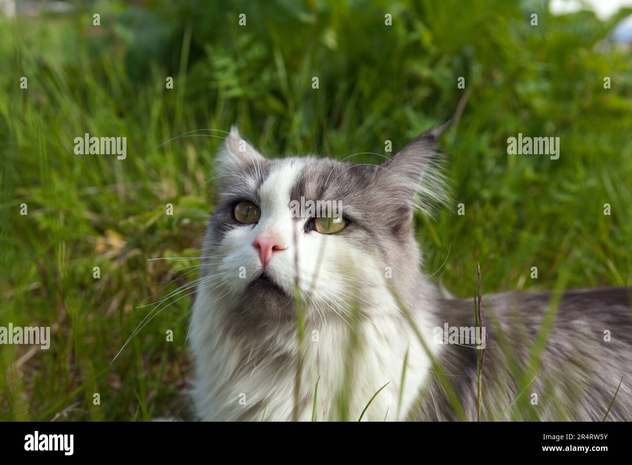 An outdoor cat walks around in a garden on a farm. Looks concentrated