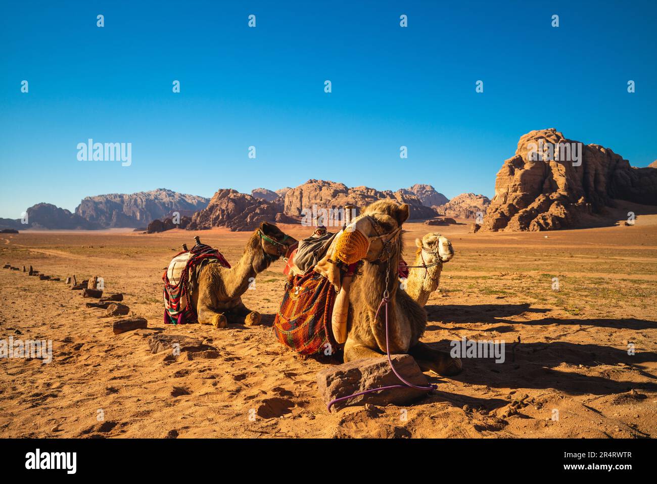 camel in the wadi rum desert, southern jordan Stock Photo