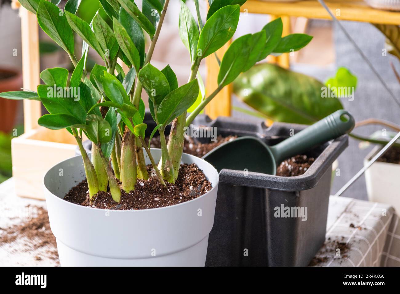 Repotting a home plant succulent zamiokulkas into new pot. Caring for a potted plant, layout on table with soil, shovel, ornamental flowerpot Stock Photo