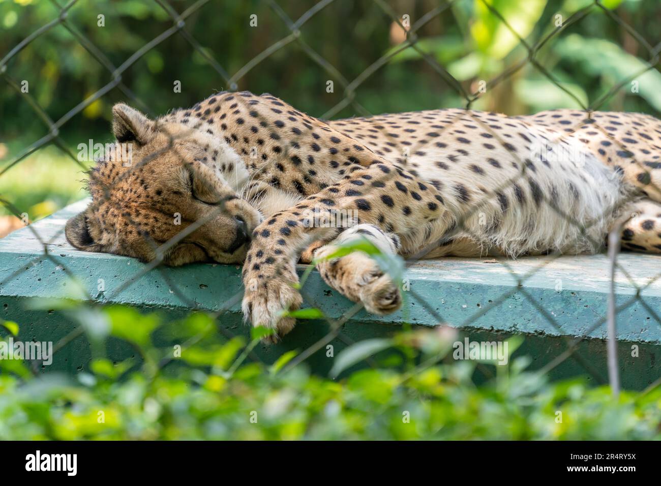 Close-up view of the King Cheetahs sleeping on the platform. Stock Photo