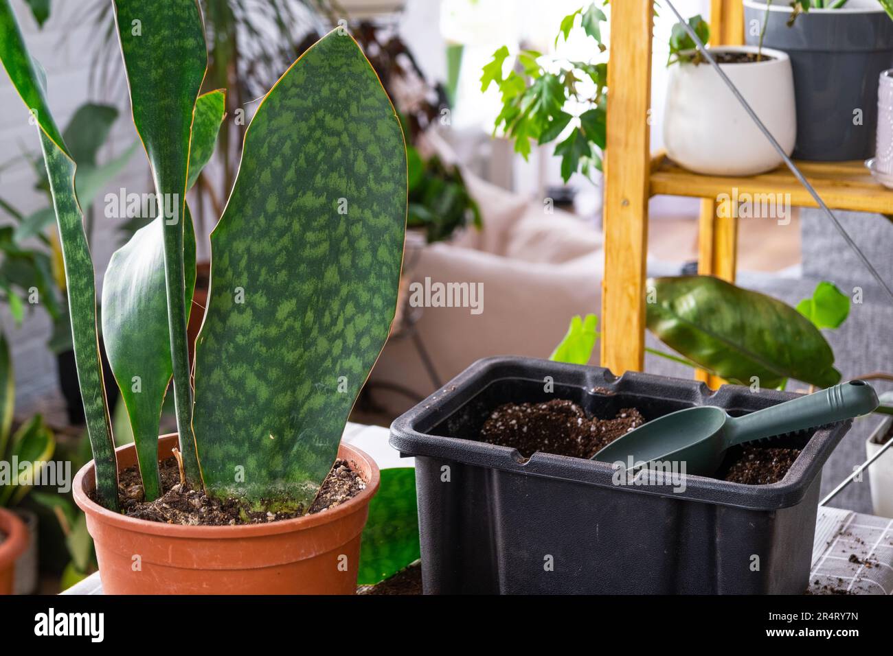Repotting a home plant succulent sansevieria masoniana big leaf into new pot. Caring for potted plant Stock Photo