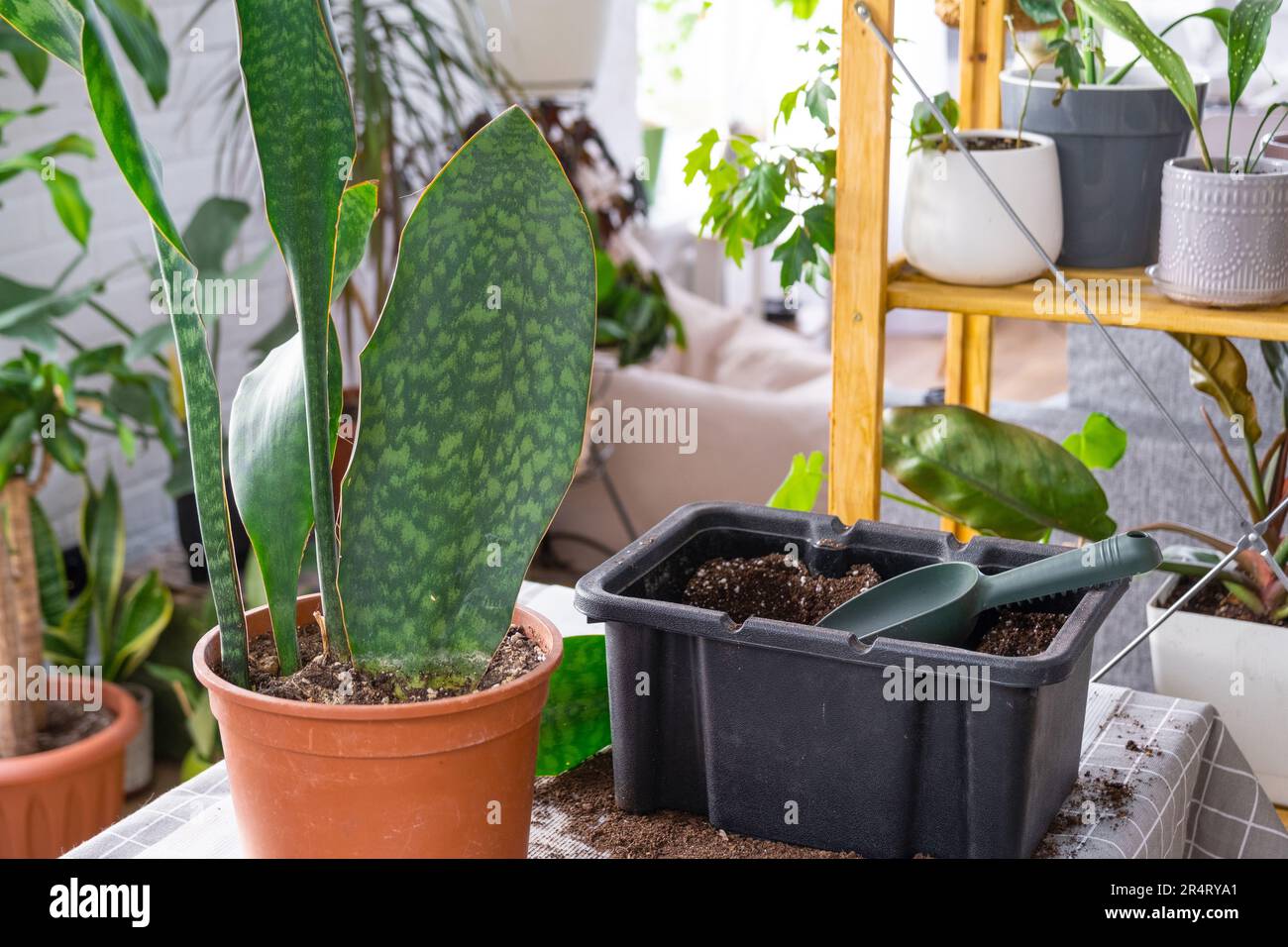 Repotting a home plant succulent sansevieria masoniana big leaf into new pot. Caring for potted plant Stock Photo