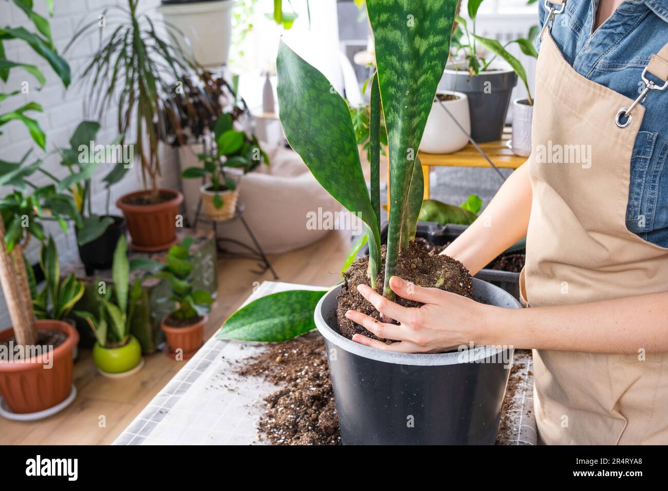 Repotting a home plant succulent sansevieria masoniana big leaf into new pot. Caring for potted plant, hands of woman in apron Stock Photo