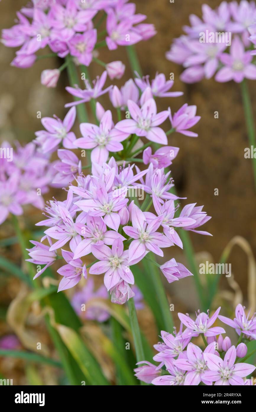 Allium unifolium, one-leaf onion, oneself onion, American garlic, wild onion, perennial, pink star-shaped flower heads, Ornamental onion Stock Photo