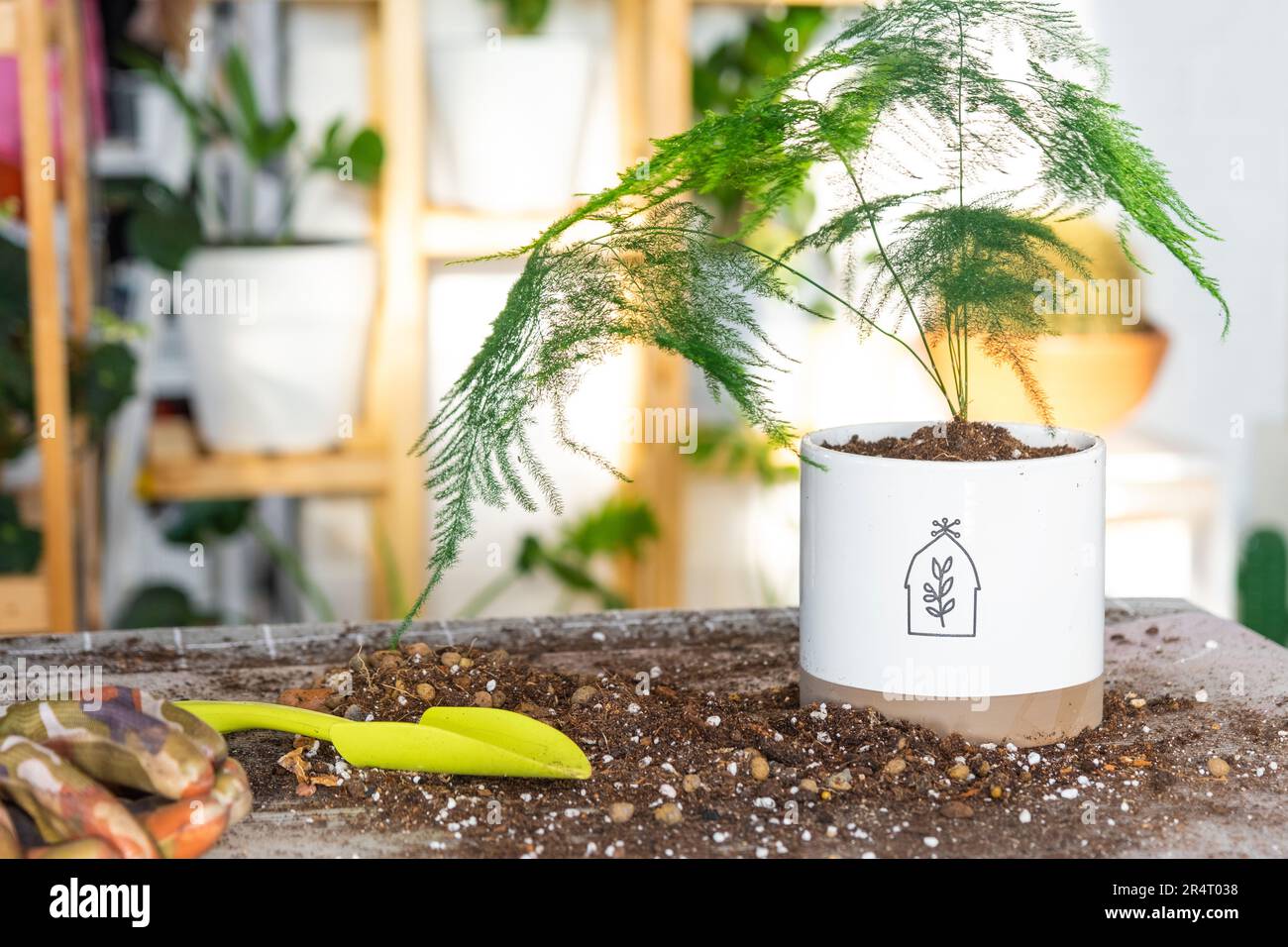 about aglaonema plant Aglaonema Butterfly