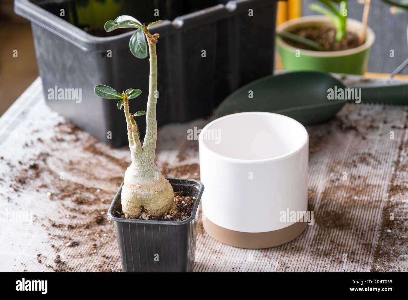 Repotting a home plant succulent adenium into new pot. Caring for a ...