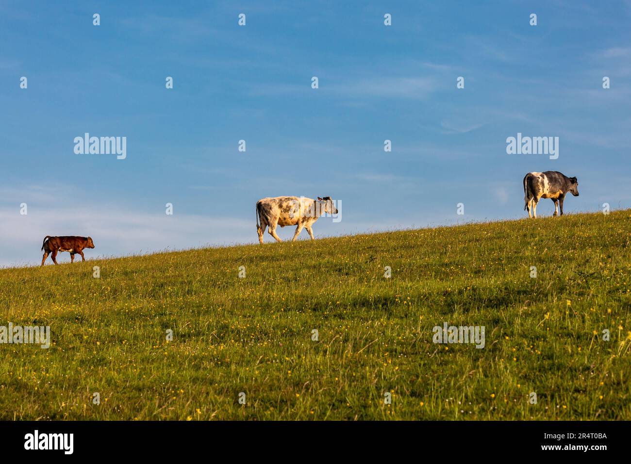 Cows on the horizon with a blue sky behind Stock Photo