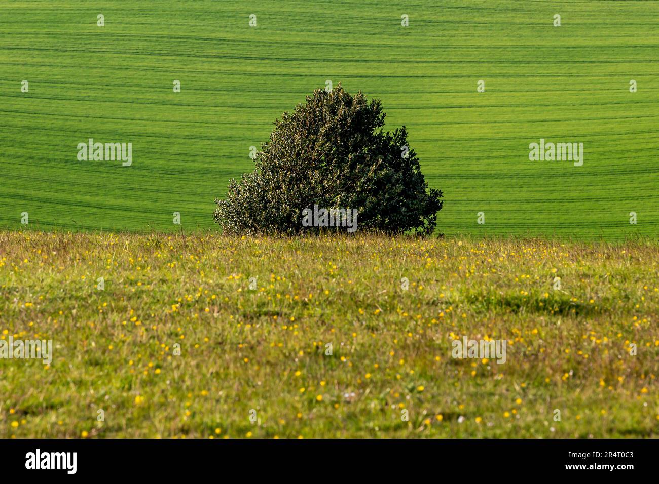 A full frame photograph of a green landscape in the South Downs, with selective focus Stock Photo