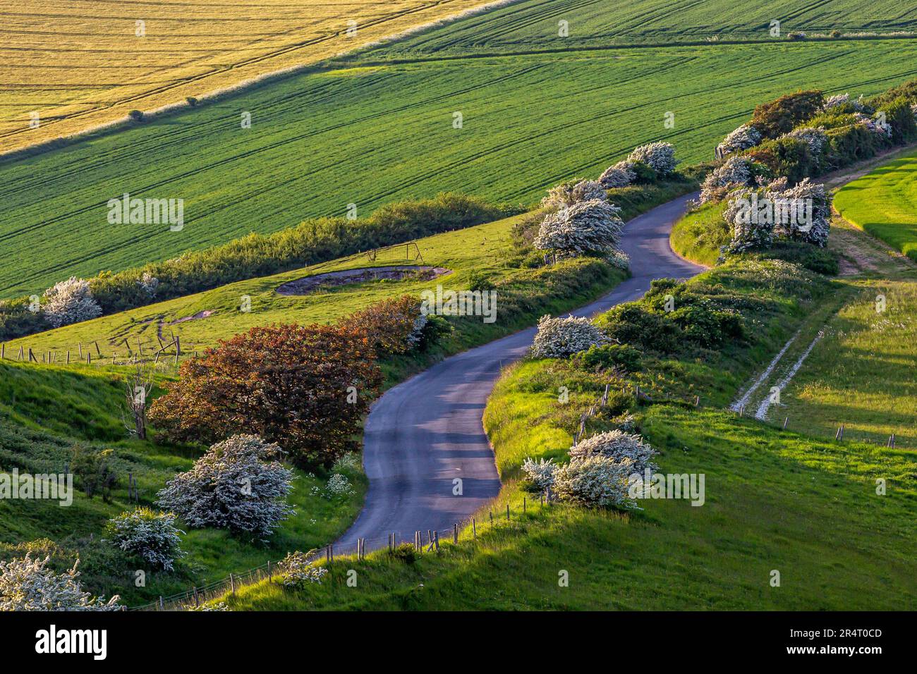 A high angle view of the winding road leading to Firle Beacon in Sussex, on a sunny spring evening Stock Photo