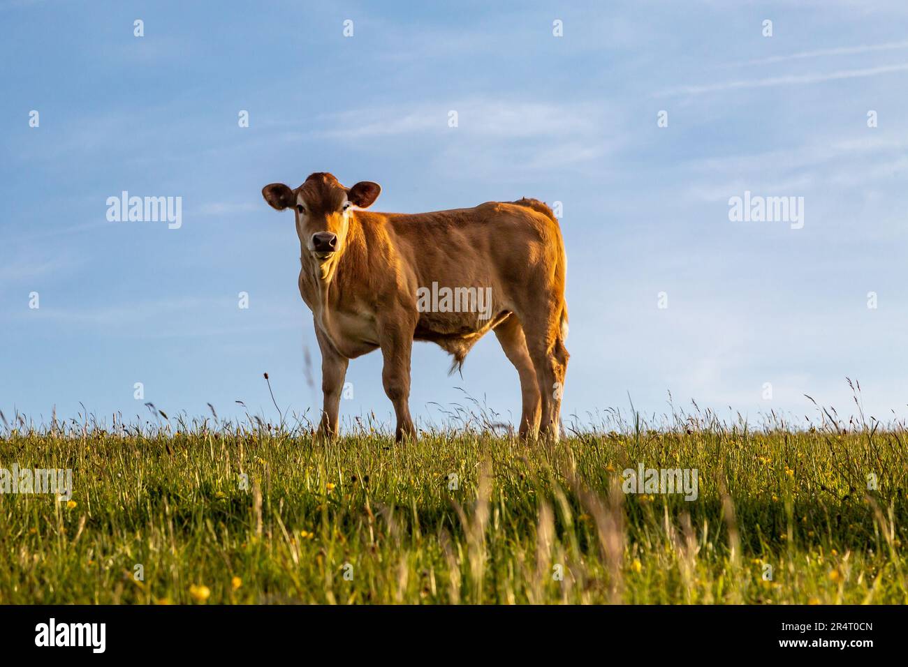 A brown bull on Firle Beacon in Sussex, on a sunny summer's evening Stock Photo