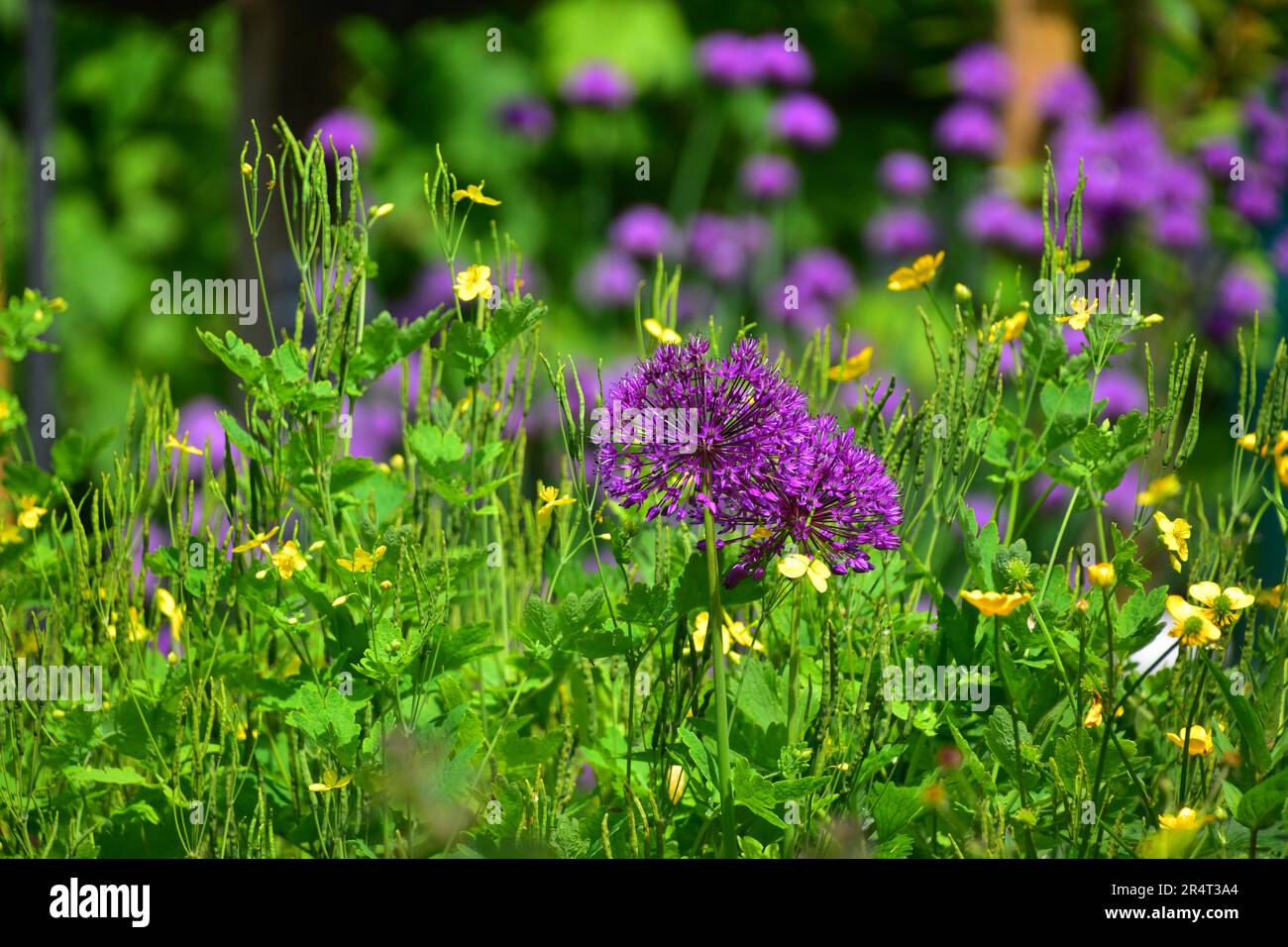 Allium Flower Stock Photo