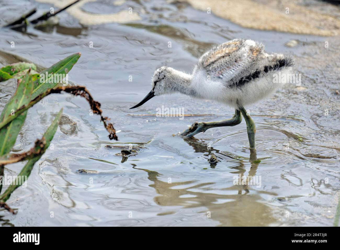 A Fluffy Avocet Chick ventures onto the mudflats Stock Photo
