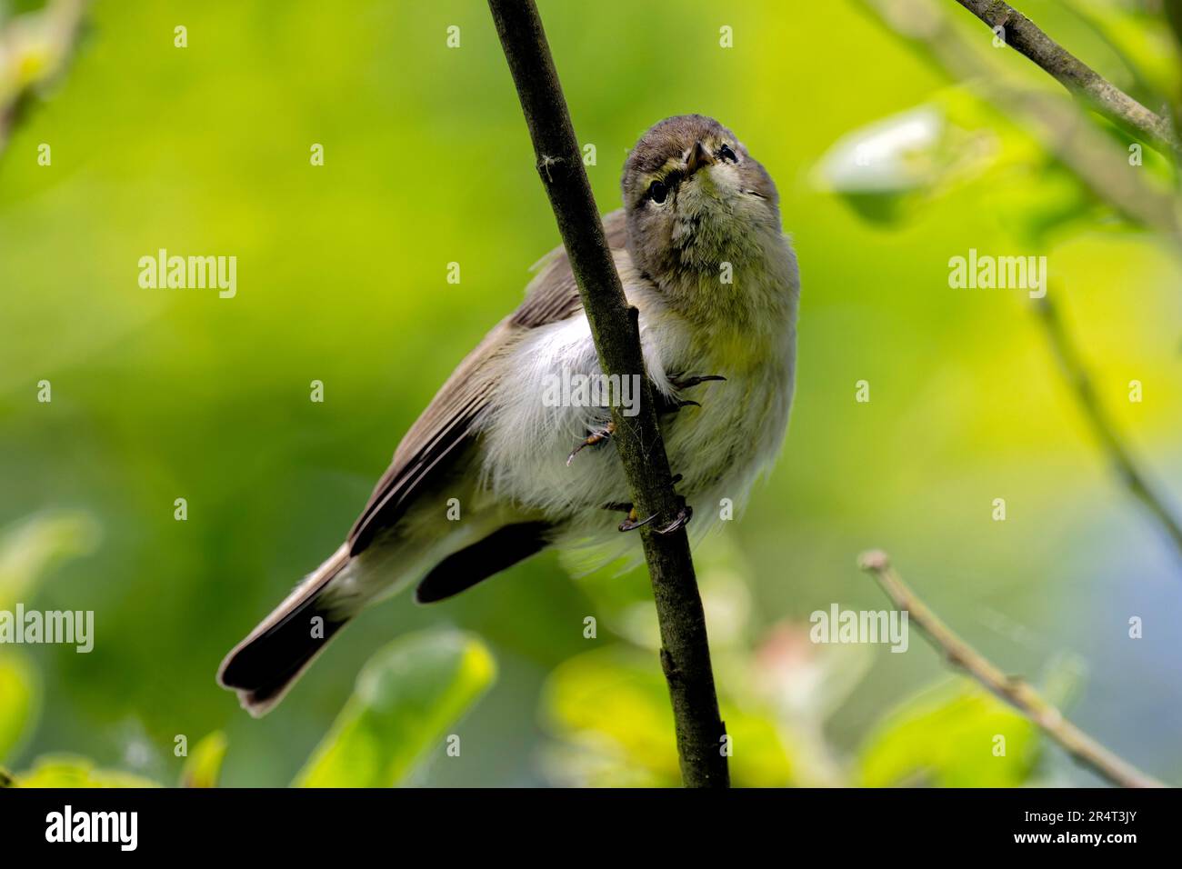 A chiffchaff Stock Photo