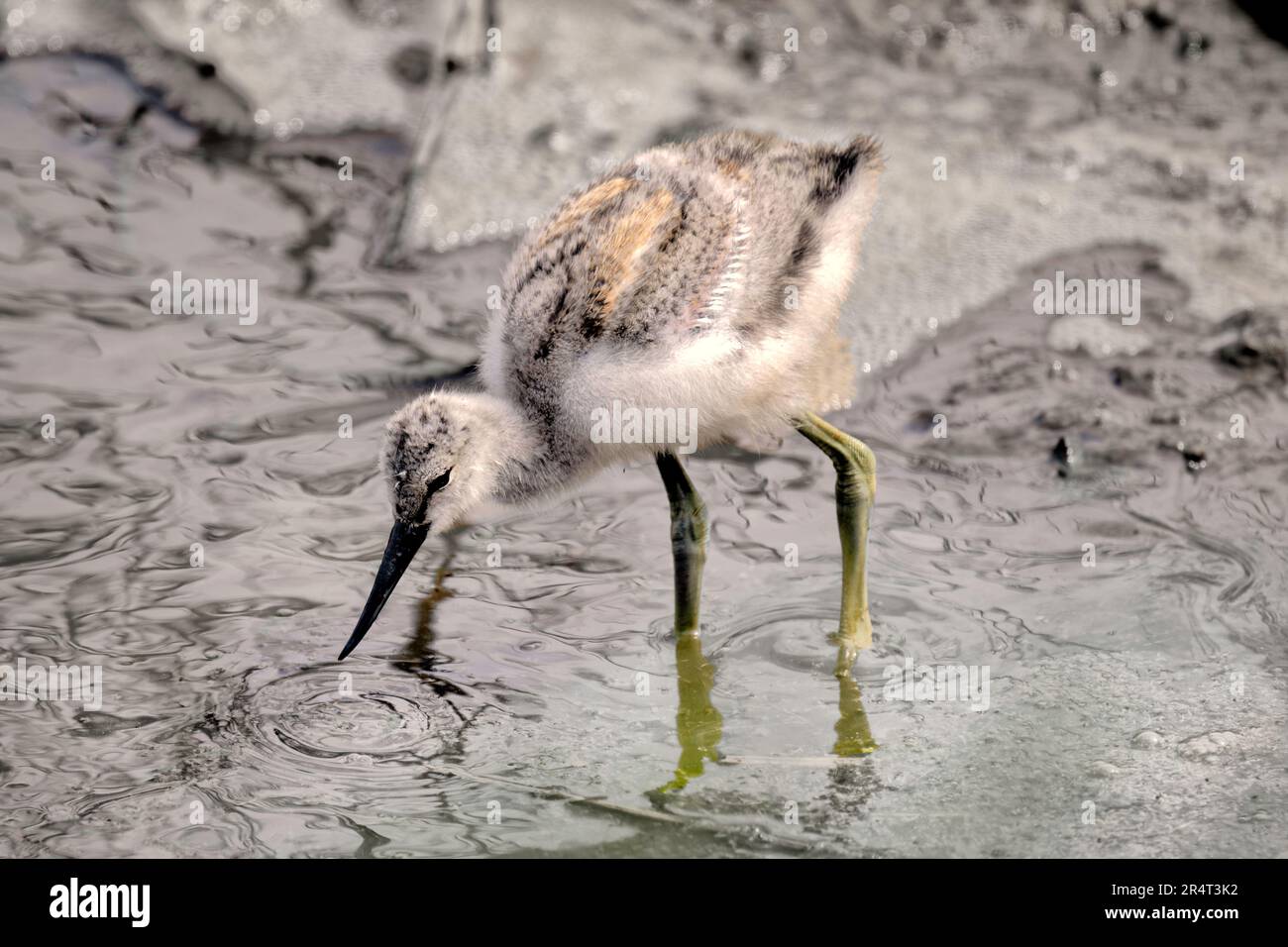 A Fluffy Avocet Chick ventures onto the mudflats Stock Photo