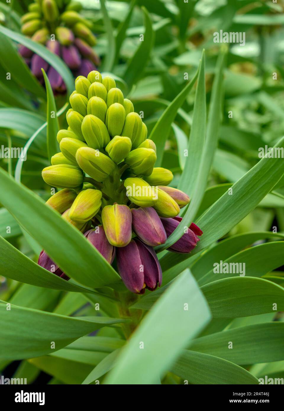 Fritillaria persica flower head with lots of buds in leavy back Stock Photo