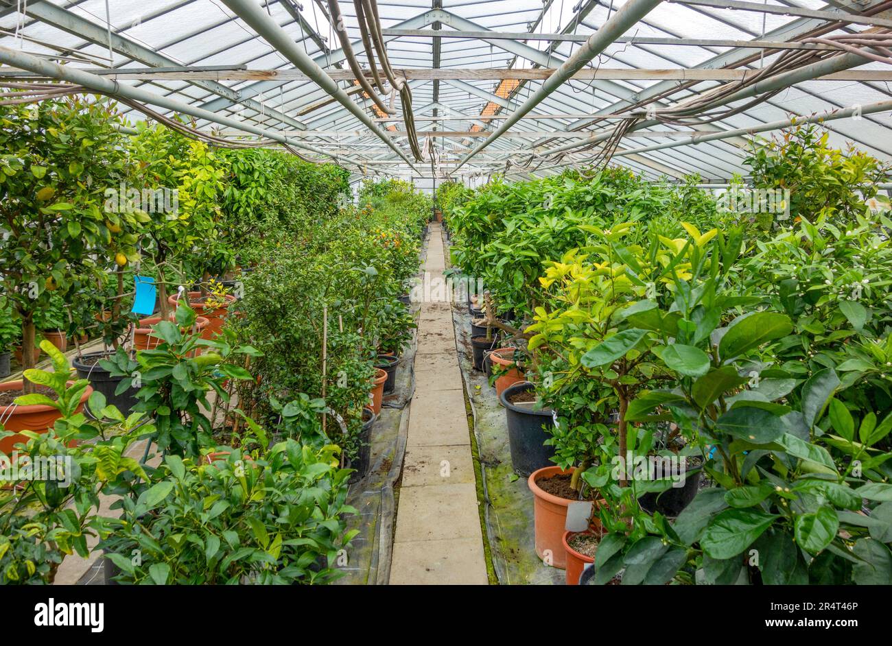 Greenhouse floriculture hi-res stock photography and images - Alamy
